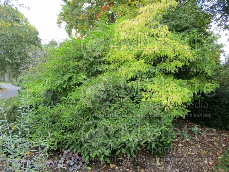 Euonymus Coral Charm (Burning Bush) 3 