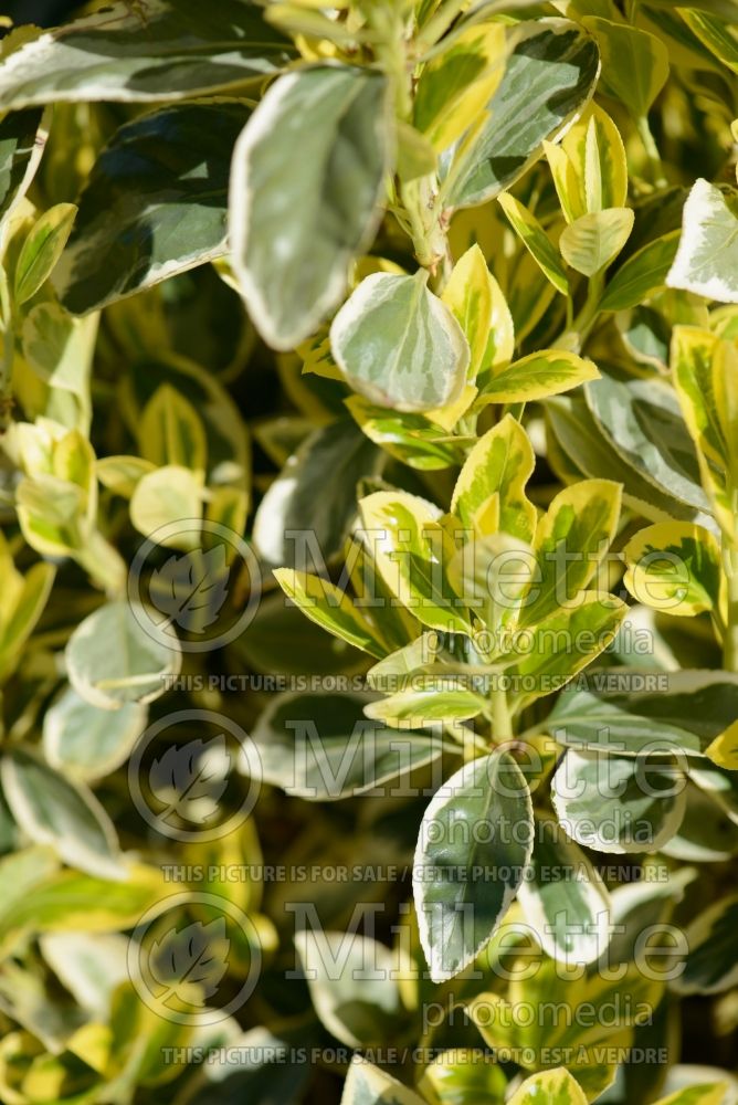 Euonymus Bravo (Wintercreeper) 3 