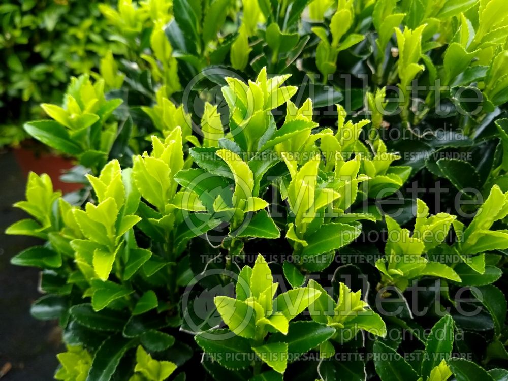 Euonymus Green Spire (Wintercreeper - Fusain) 2 