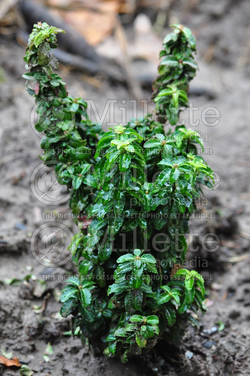 Euonymus Rykujo (Burning Bush) 1 