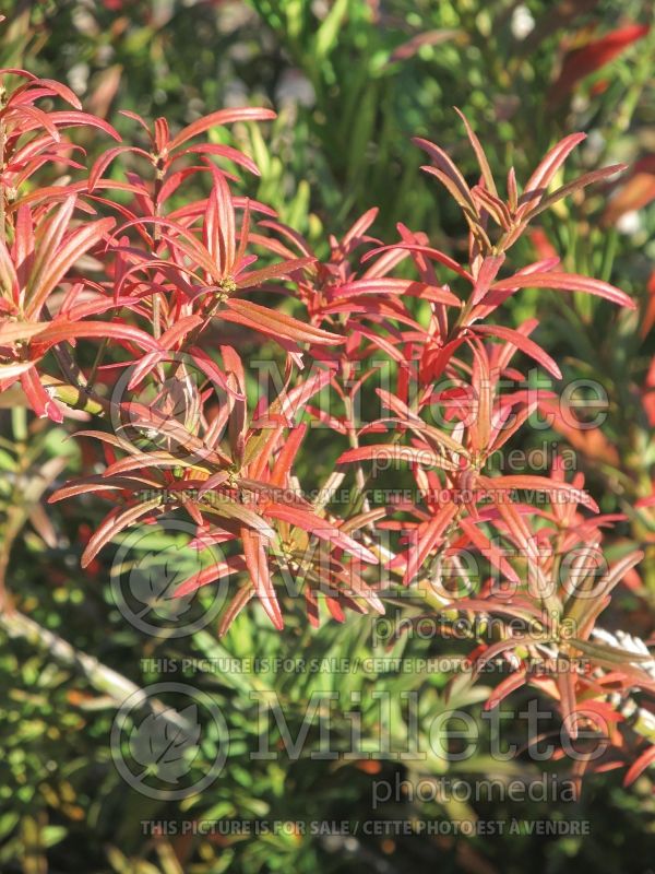 Euonymus Turkestanicus (Spindle Tree) 3 