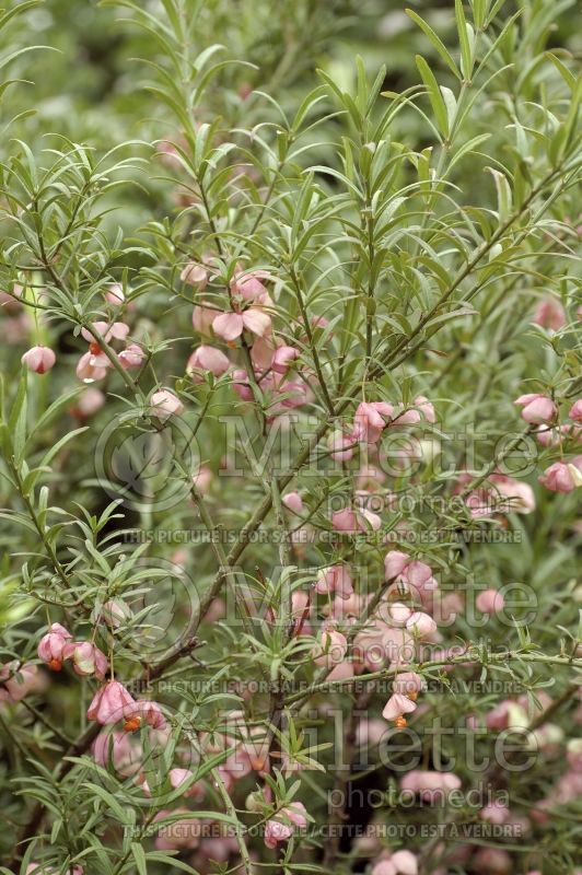 Euonymus Turkestanicus (Spindle Tree) 2 