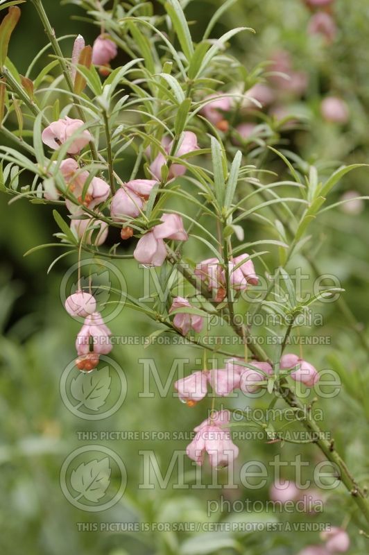 Euonymus Turkestanicus (Spindle Tree) 1 