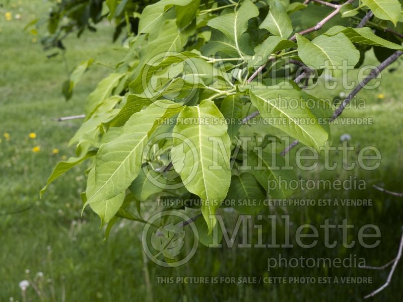 Euonymus nikoensis (Spindle Tree) 2 