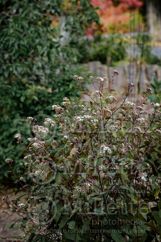 Eupatorium Chocolate (Joe Pye weed - eupatoire) 12