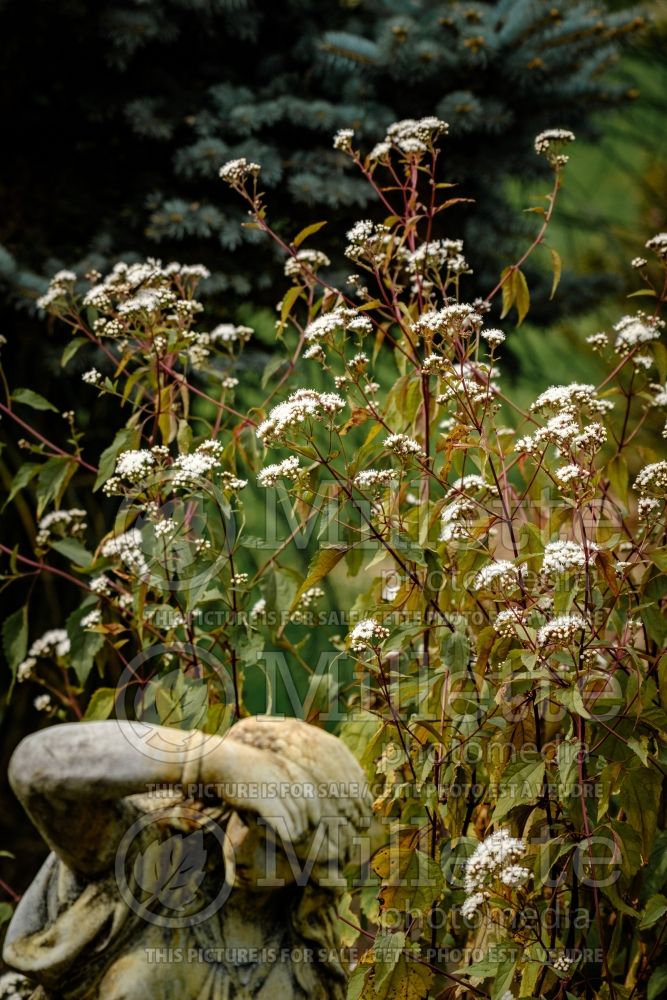 Eupatorium Chocolate (Joe Pye weed - eupatoire) 13