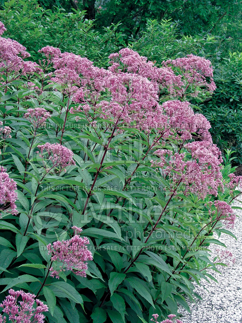 Eupatorium Atropurpureum (Joe Pye weed) 1