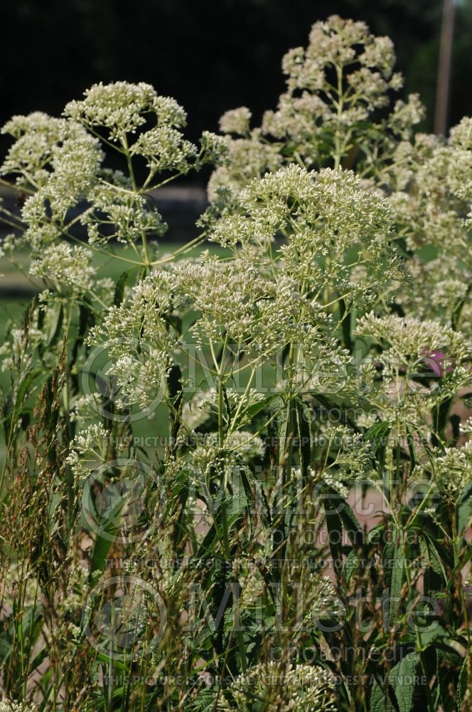 Eupatorium Ivory Towers (Joe Pye weed) 1