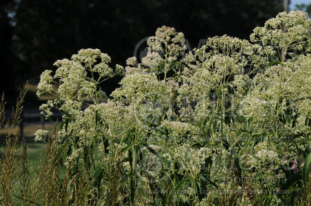 Eupatorium Ivory Towers (Joe Pye weed) 2