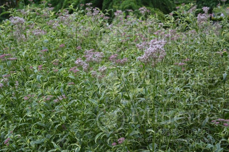 Eupatorium Pink Frost (Joe Pye weed) 1