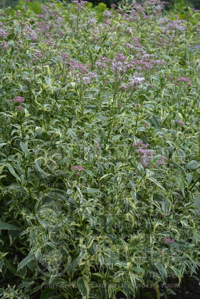 Eupatorium Pink Frost (Joe Pye weed) 2