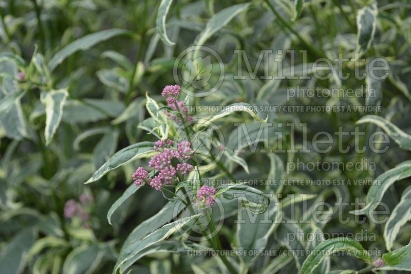 Eupatorium Pink Frost (Joe Pye weed) 3