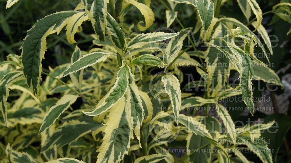 Eupatorium Pink Frost (Joe Pye weed) 6