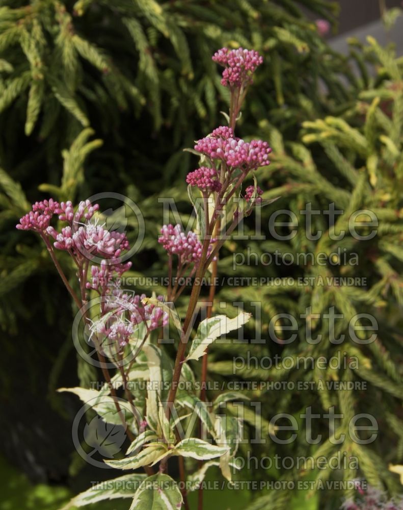 Eupatorium Pink Frost (Joe Pye weed) 5