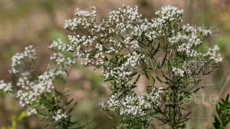 Eupatorium hyssopifolium (Hyssopleaf thoroughwort) 1