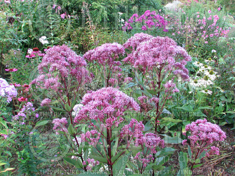 Eupatorium Atropurpureum (Joe Pye weed) 3