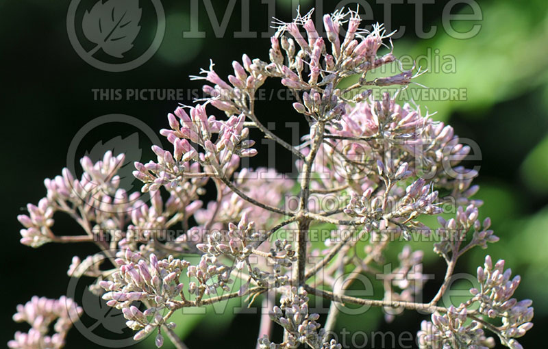 Eupatorium Gateway (Joe Pye weed) 1 