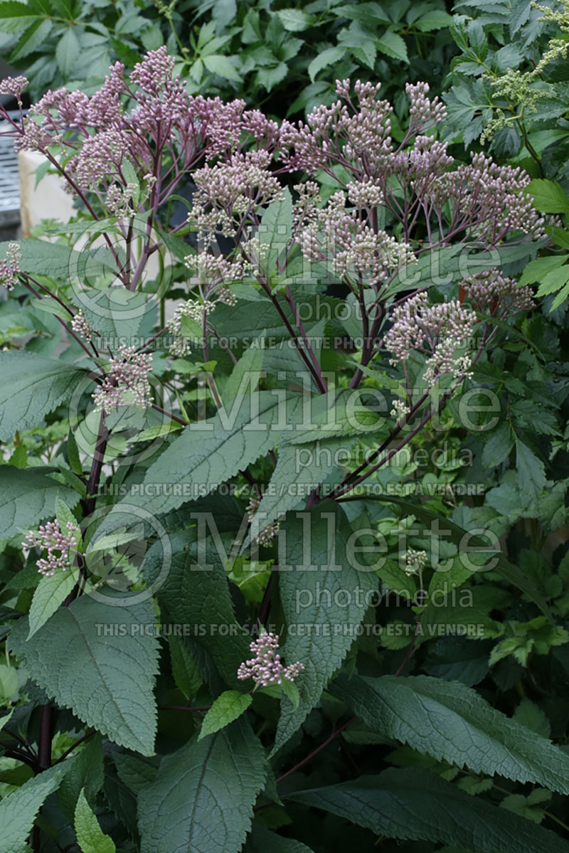 Eupatorium maculatum (Joe Pye weed) 1