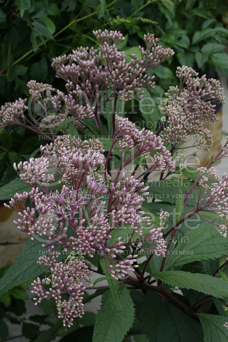 Eupatorium maculatum (Joe Pye weed) 2