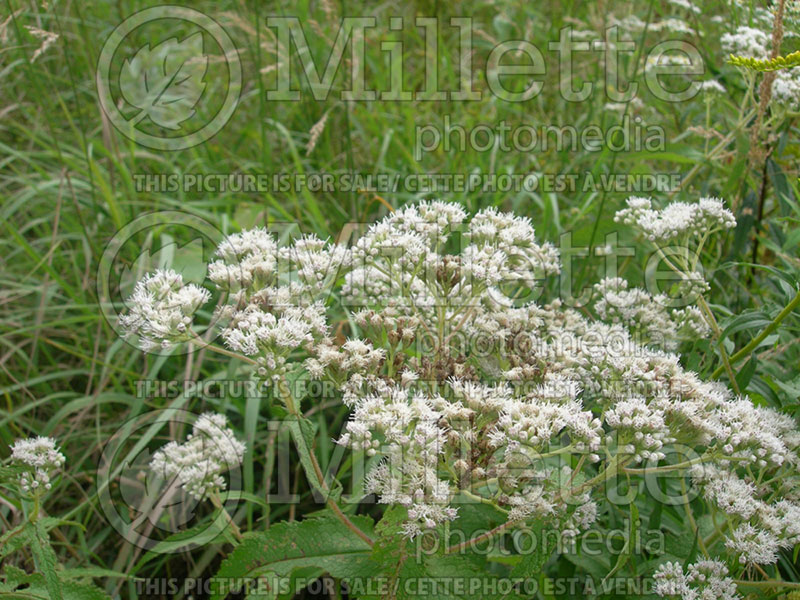 Eupatorium perfoliatum (Joe Pye weed) 1