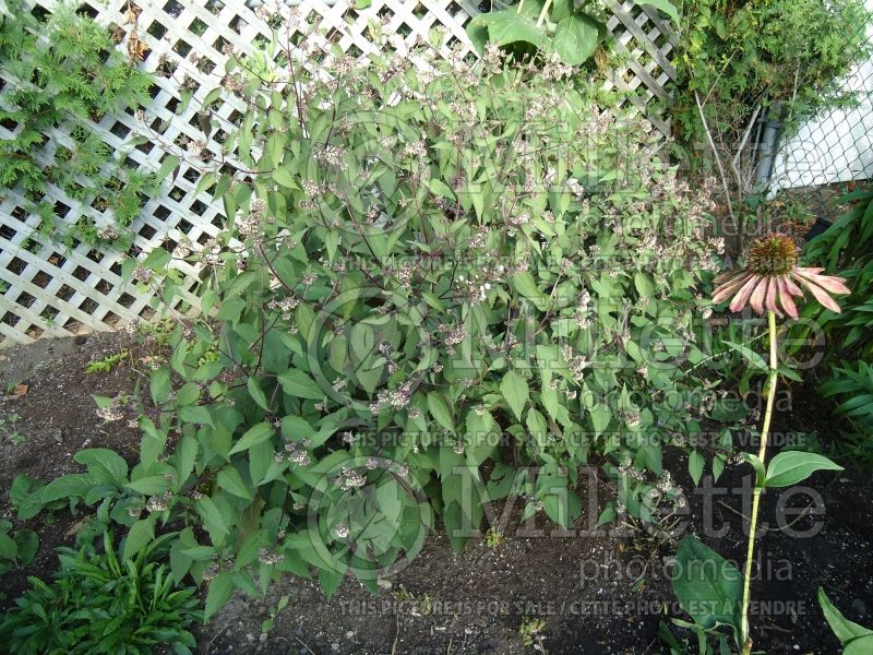 Eupatorium Chocolate (Joe Pye weed - eupatoire) 5