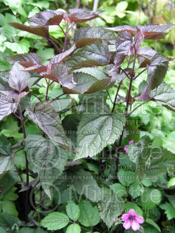 Eupatorium Chocolate (Joe Pye weed - eupatoire) 2