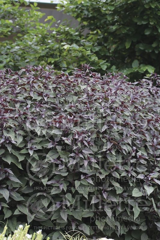 Eupatorium Chocolate (Joe Pye weed - eupatoire) 4