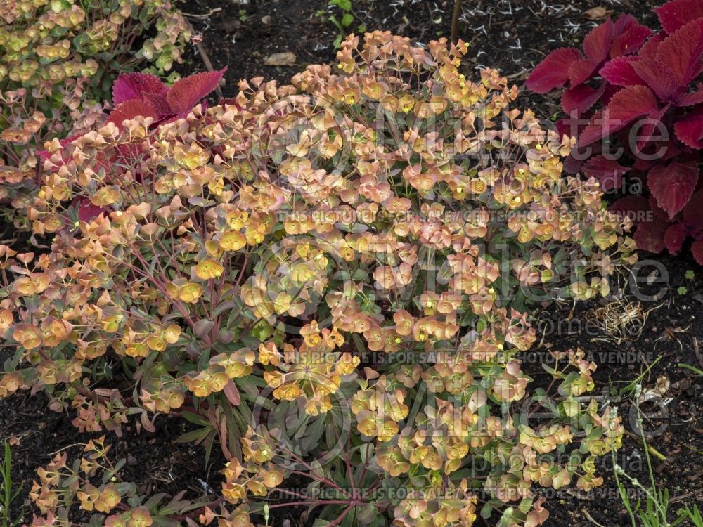 Euphorbia Canyon Gold (Spurge) 2