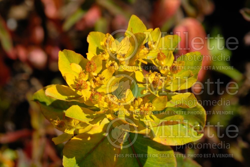 Euphorbia Candy (Spurge, Cushion) 1