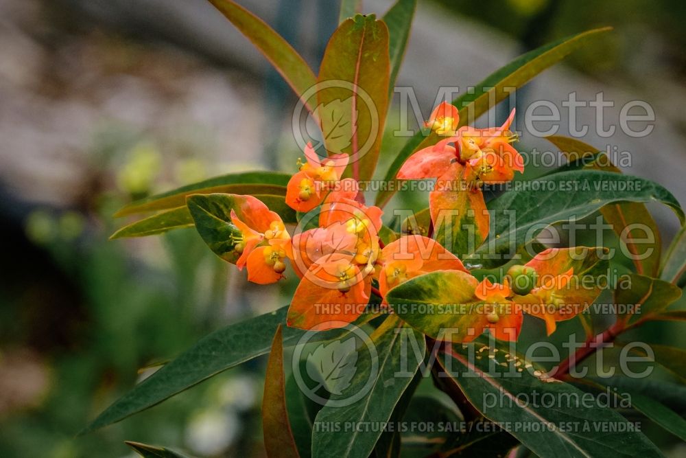 Euphorbia Fireglow  (Spurge) 4