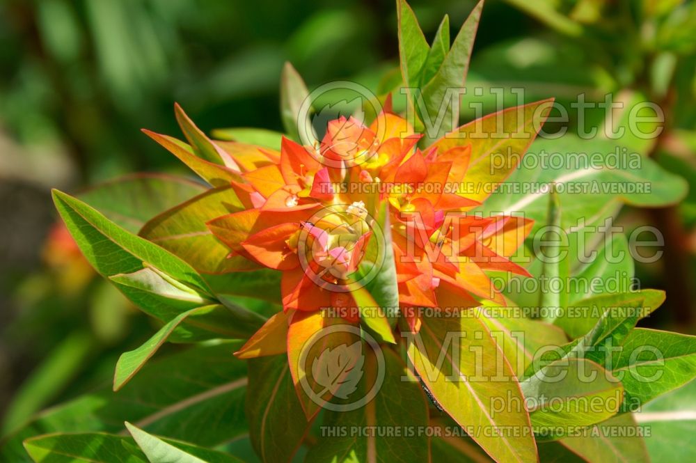 Euphorbia Fireglow  (Spurge) 3