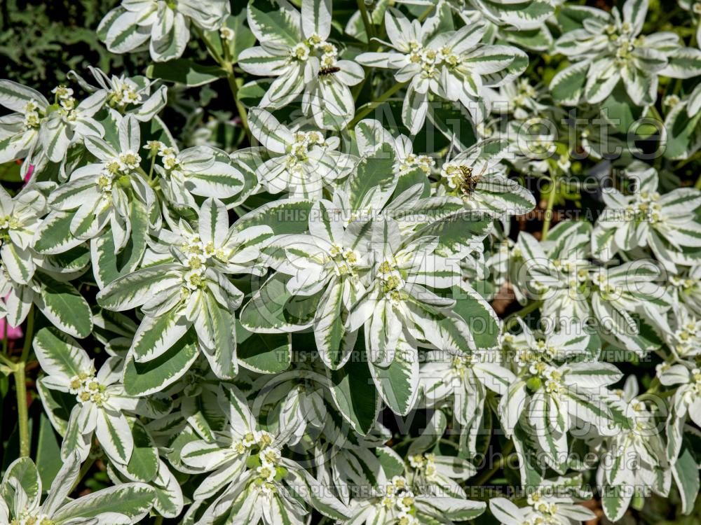 Euphorbia marginata (snow on the mountain) 1