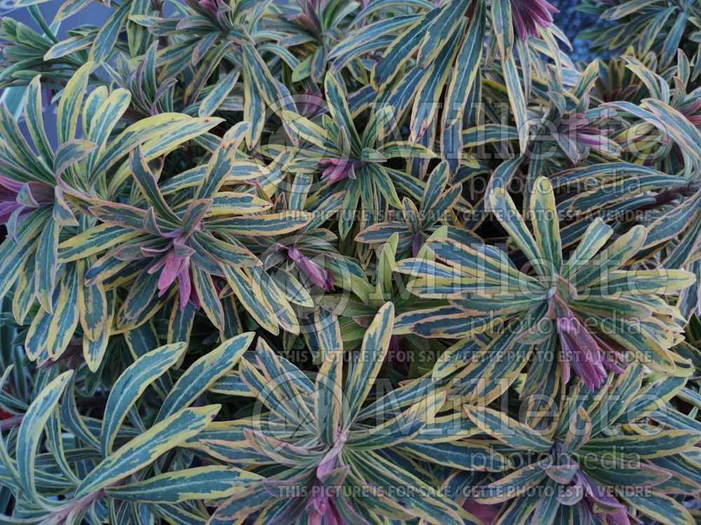 Euphorbia Ascot Rainbow (Cushion Spurge) 1