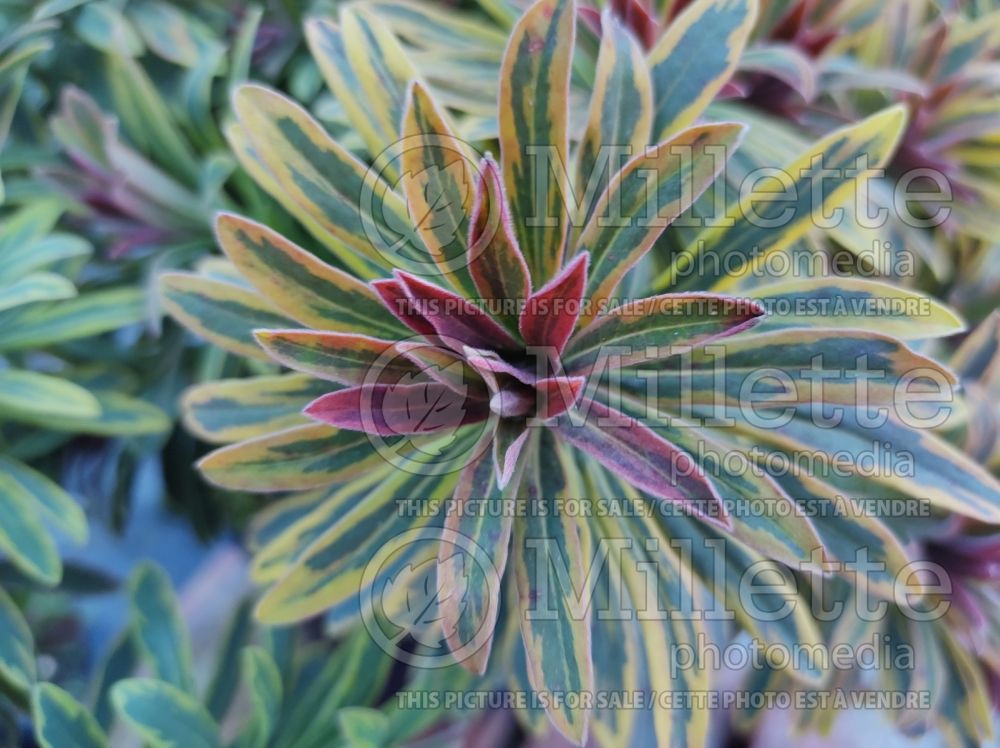 Euphorbia Ascot Rainbow (Cushion Spurge) 2