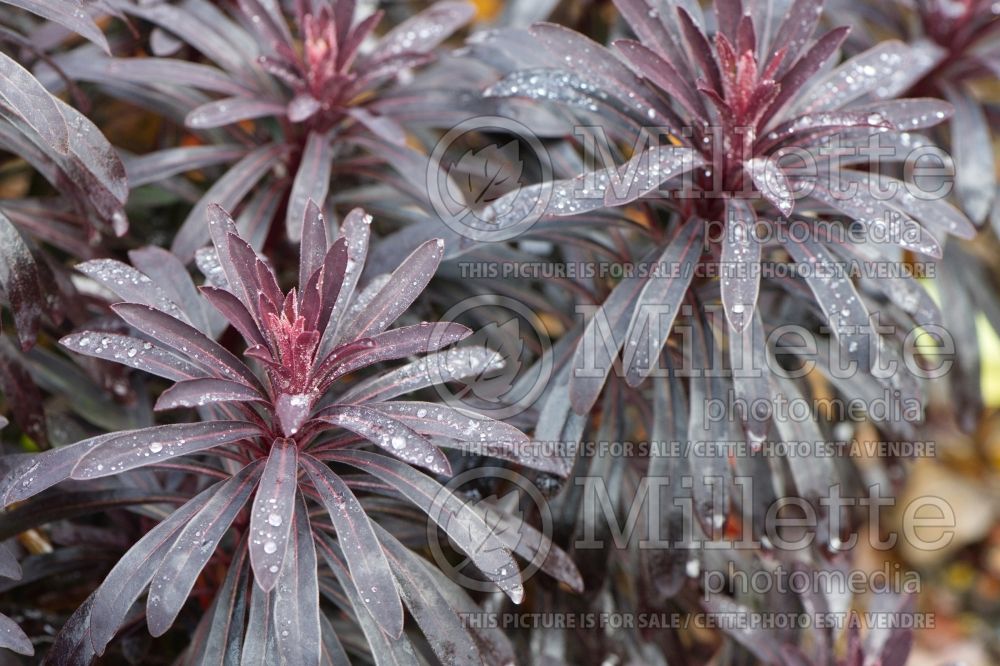 Euphorbia Miner's Merlot (Spurge, Cushion) 3