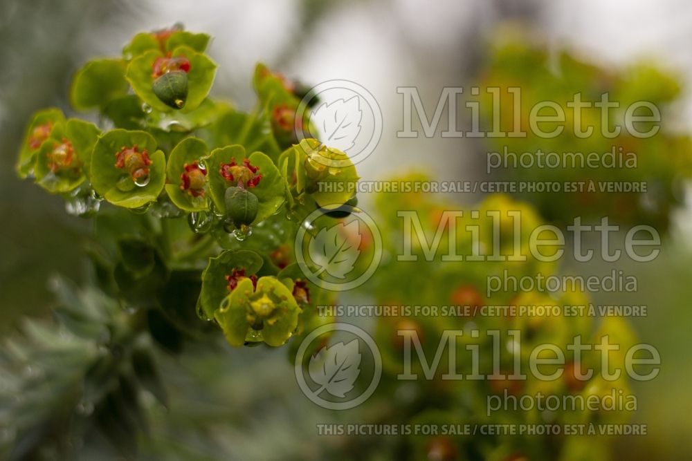 Euphorbia rigida (Upright Myrtle Spurge) 3