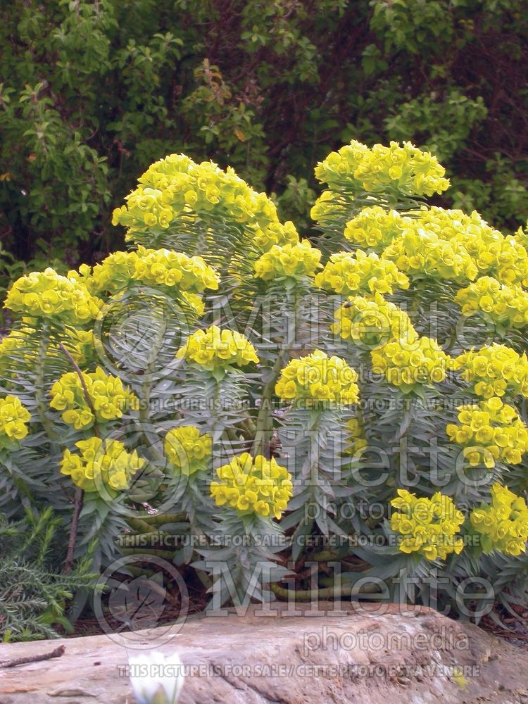 Euphorbia rigida (Upright Myrtle Spurge) 1