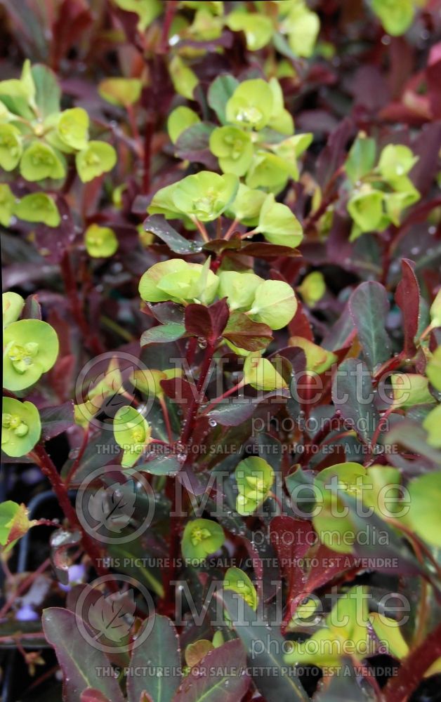 Euphorbia Purpurea (Pye weed) 2