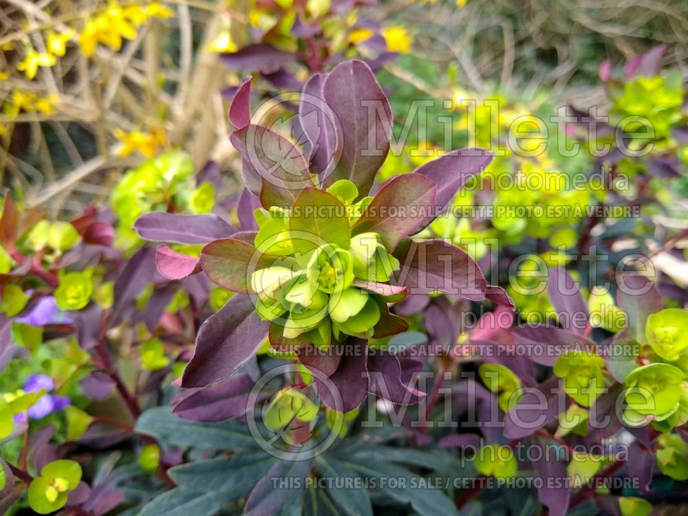 Euphorbia Purpurea (Pye weed) 1