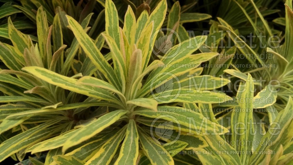 Euphorbia Ascot Rainbow (Spurge, Cushion) 6 