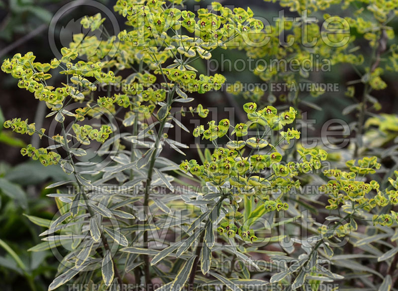 Euphorbia Ascot Rainbow (Spurge, Cushion) 4 