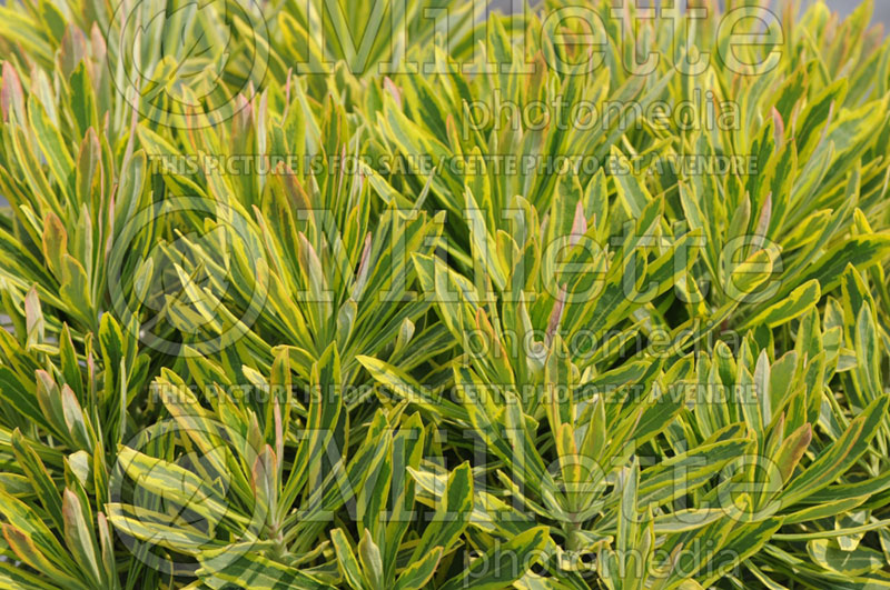 Euphorbia Ascot Rainbow (Spurge, Cushion) 1 