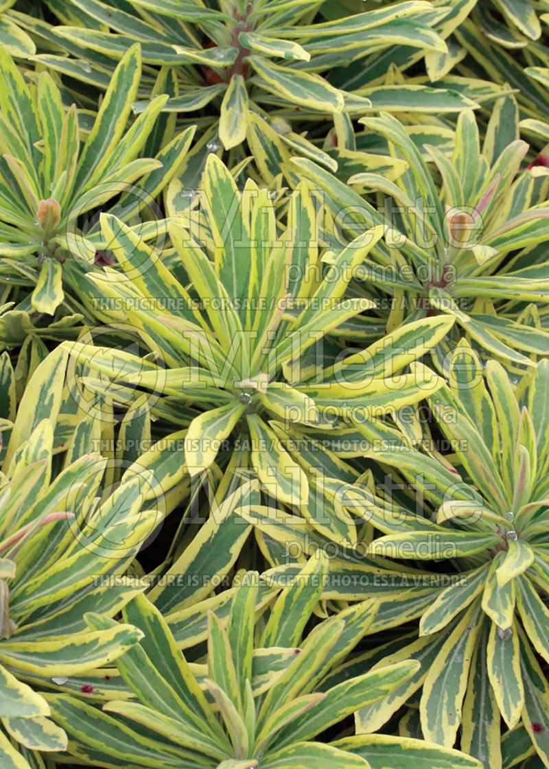 Euphorbia Ascot Rainbow (Spurge, Cushion) 8 