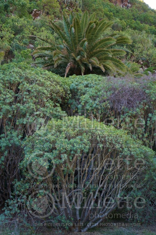 Euphorbia balsamifera (balsam spurge) 1