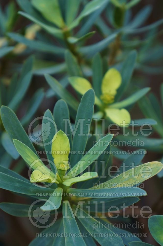 Euphorbia balsamifera (balsam spurge) 2