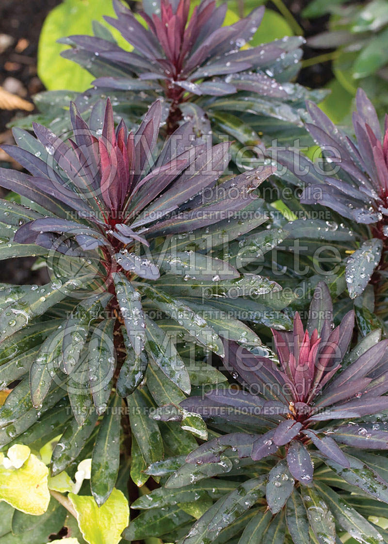 Euphorbia Blackbird (Spurge, Cushion) 1