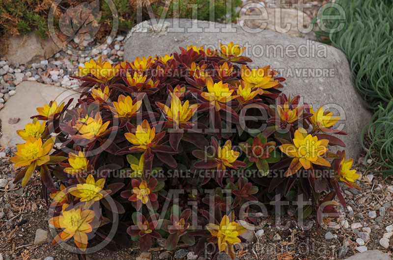 Euphorbia Bonfire (Spurge, Cushion) 2 