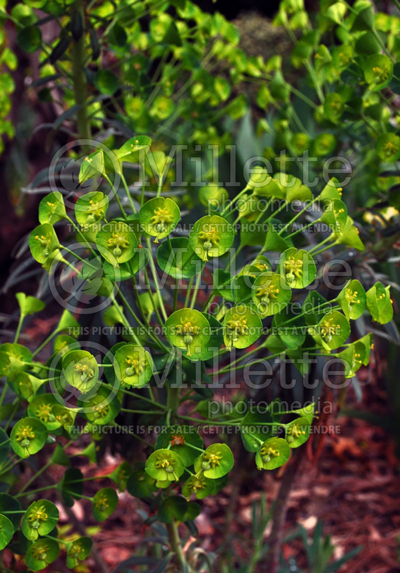 Euphorbia characias subsp. wulfenii (Mediterranean spurge) 5 