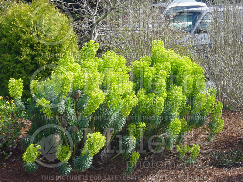 Euphorbia characias subsp. wulfenii (Mediterranean spurge) 2 