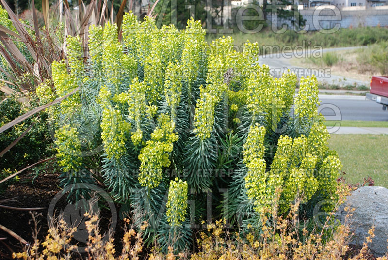 Euphorbia characias subsp. wulfenii (Mediterranean spurge) 3 